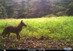 i-13sept15_eastern_coyote_w8.jpg