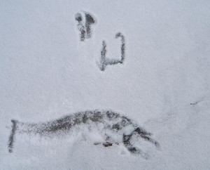 Signature in Snow thumbnail