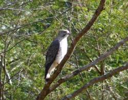 immature_coopers_hawk_sm_web.jpg