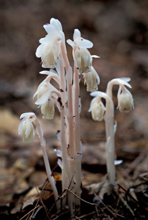 Indian Pipe