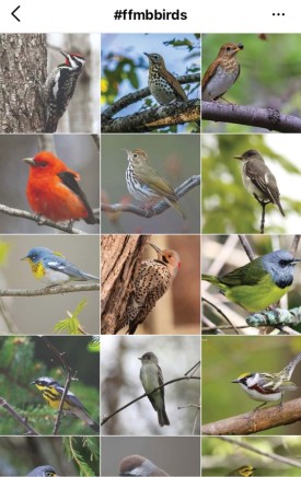 Maine Audubon Instagram thumbnail