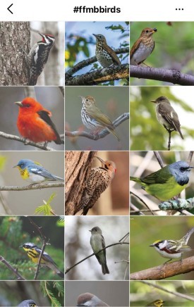 Maine Audubon Instagram thumbnail