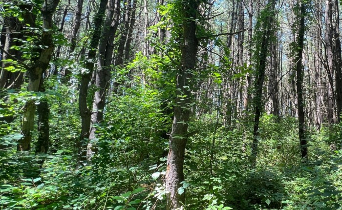 Invasive buckthorn thumbnail