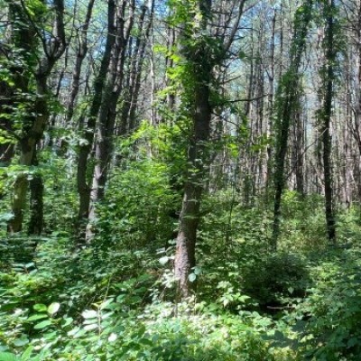Invasive buckthorn cover  by Matt Tarr