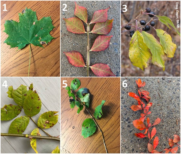 Invasive plant collage Image