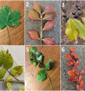 Invasive plant collage thumbnail