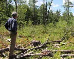 Beyond Hunter-Gatherer Forestry thumbnail