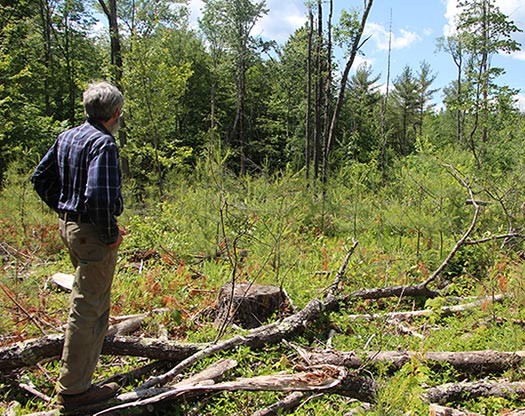 Beyond Hunter-Gatherer Forestry