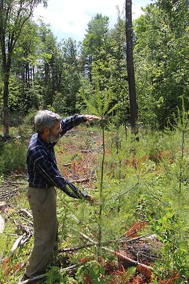 Beyond Hunter-Gatherer Forestry