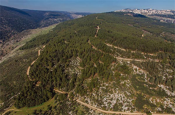 Universal Lessons in Israel's Forests