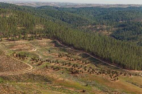 israel_forest_3.jpg