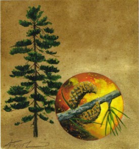 jack_pine.jpg thumbnail