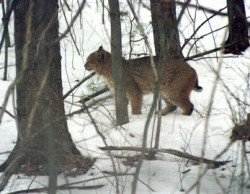 JamesWoodBobcat.jpg