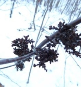 jan_26_600.jpg thumbnail