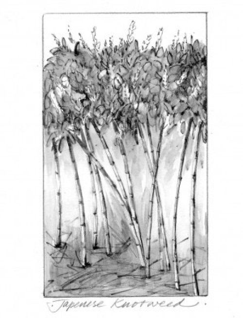 Japanese_knotweed_thumb.jpg
