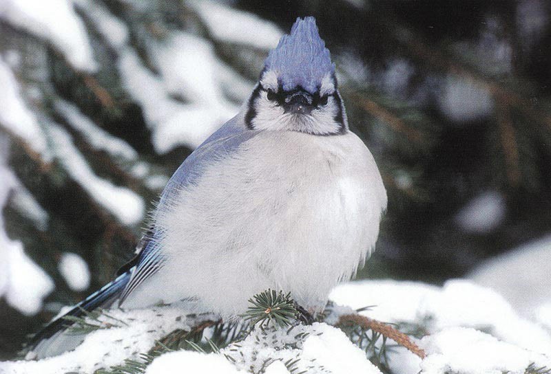 The Curious Blue Jay thumbnail