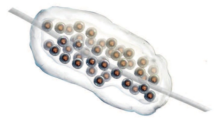 Jefferson salamander eggs