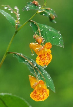 Looking Through Jewelweed