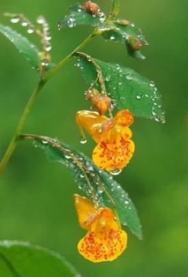 Looking Through Jewelweed thumbnail