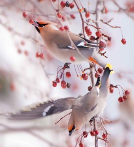 Jim_Block_Mast_Aut14_1.jpg thumbnail