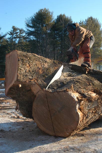 Saving Herbie: New Life for a 217-year-old American Elm