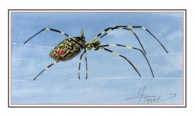 Joro spider thumbnail