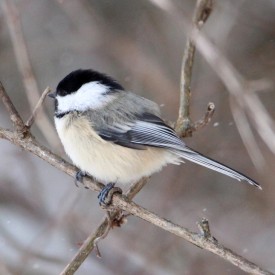 Chickadee thumbnail