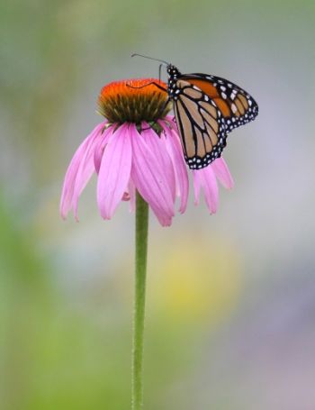 Monarch