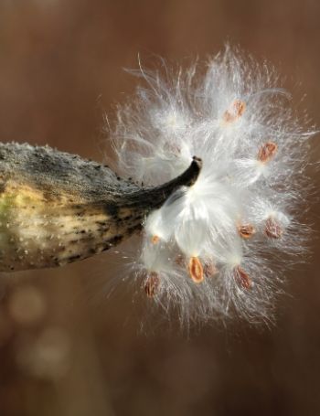 js-milkweed-fluff.jpg