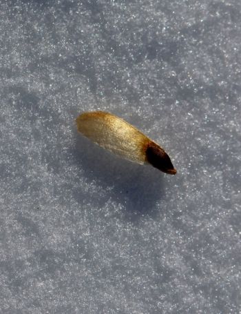 js-red-spruce-seed.jpg