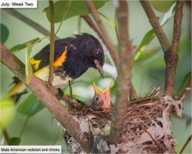 July nature thumbnail