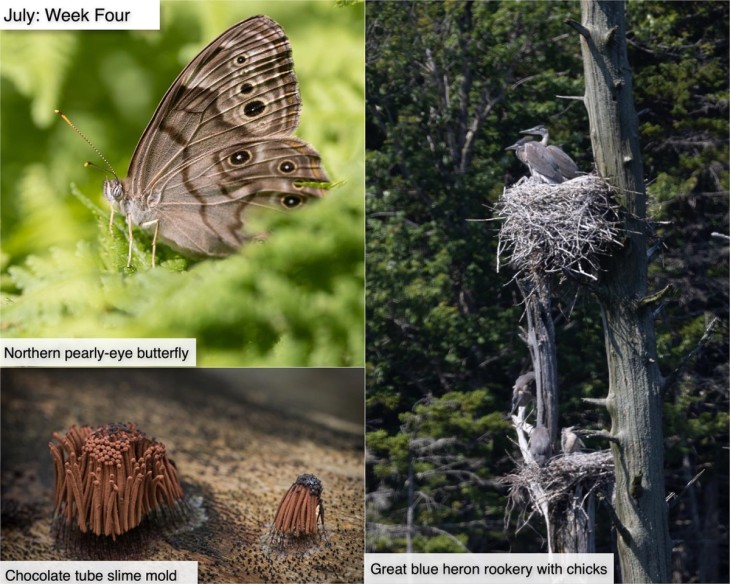 July nature