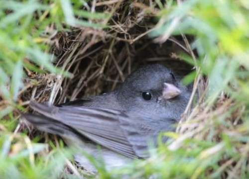 junco_nest_web.jpg