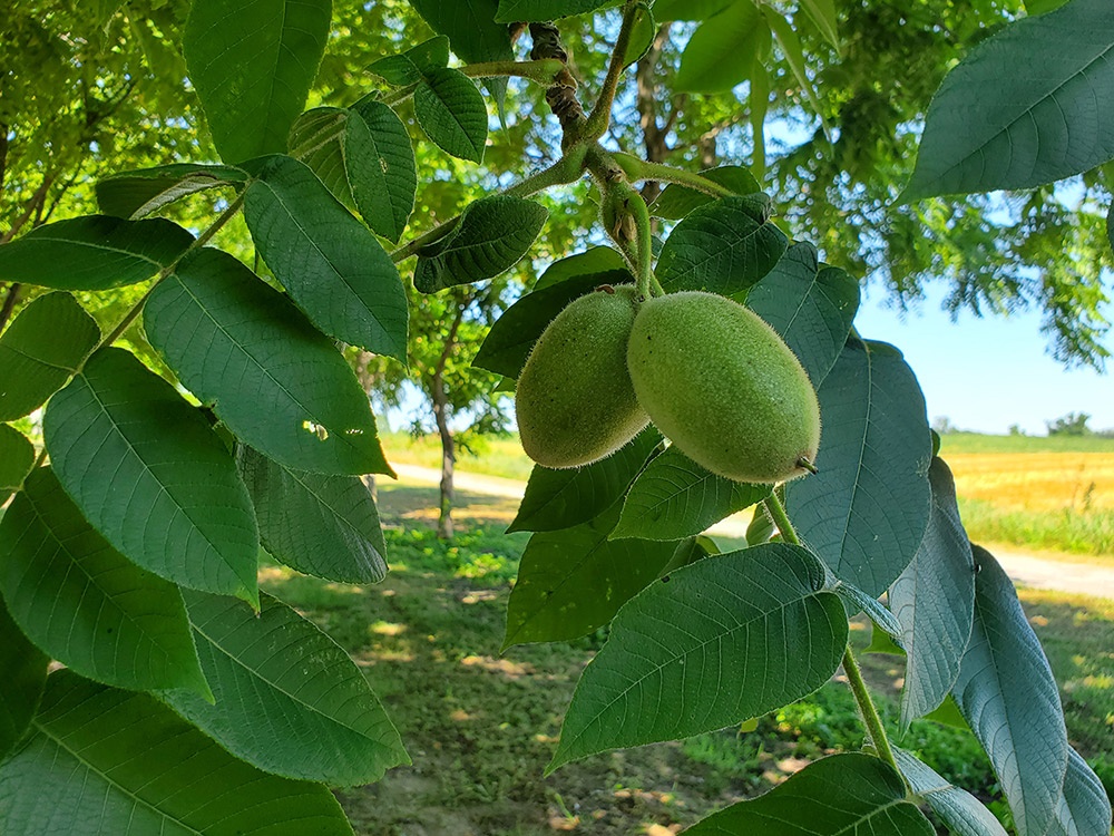 Saving Butternut