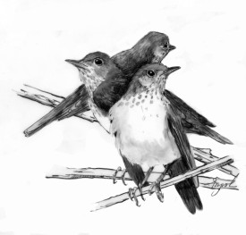 Veerie chicks thumbnail