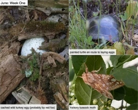 June nature thumbnail