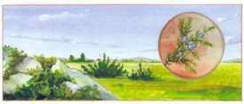 juniper.jpg thumbnail