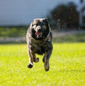 K9 Rescue Dog thumbnail