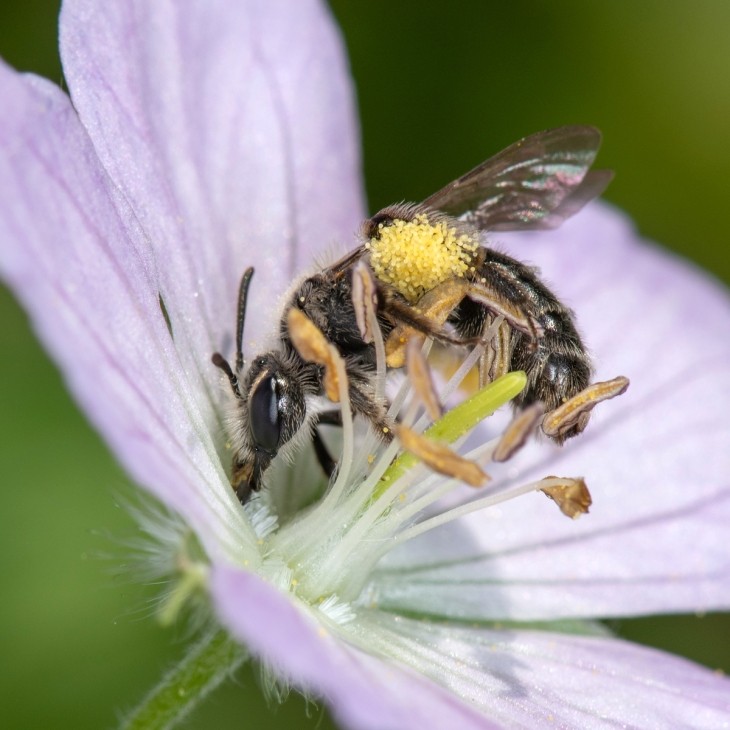 Bee