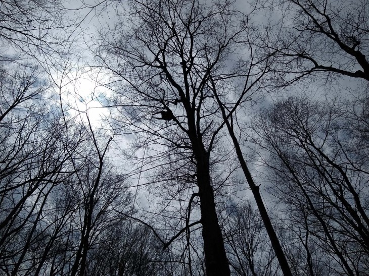 kass-treetops-bees.jpg