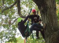 Field Work: At Work Climbing Trees with Melissa and Bear LeVangie Photo: Kelly S. Allen