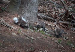 Fox Family Life Photo: Northern Woodlands