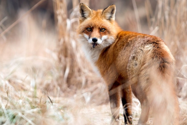 Red Fox Cary Institute