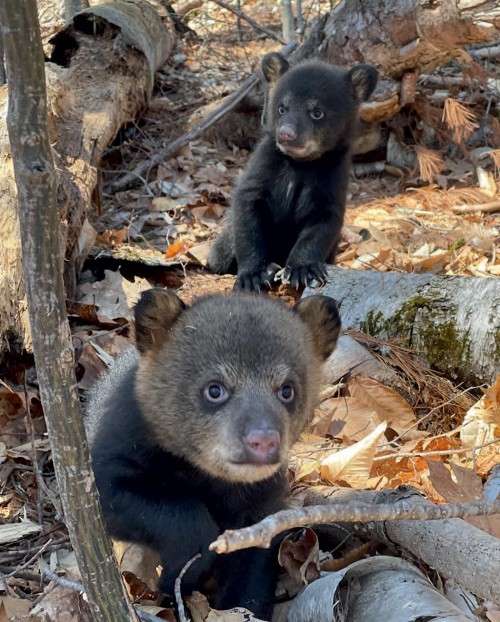 Baby bears