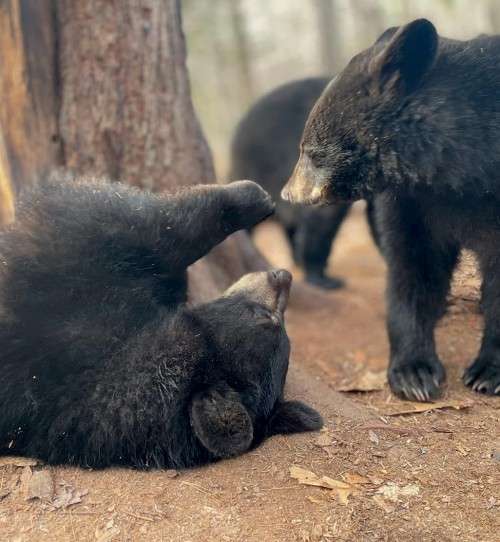 Wrestling bears