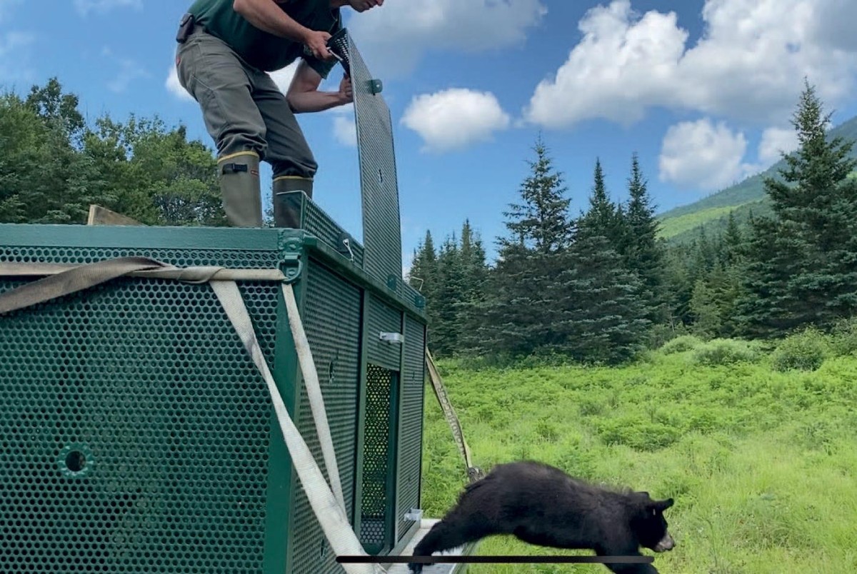 Bear Necessities: A Second Chance for Orphaned Cubs