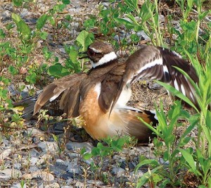 Birds in Focus: Birds on the Defensive thumbnail