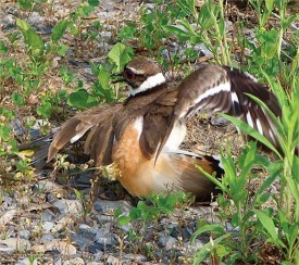 killdeer_summer2016.jpg thumbnail