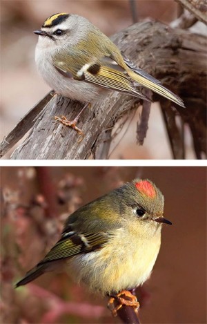 Birds in Focus: The Two Kinglets - Not Quite Birds of a Feather thumbnail