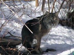 KirwinBobcat.jpg